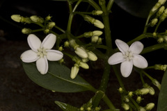 Rauvolfia densiflora